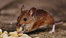24 Hour & Emergency Exterminators in Beverly, WA